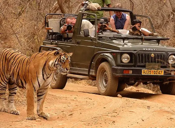 Rajasthan Tiger Safari with Forts